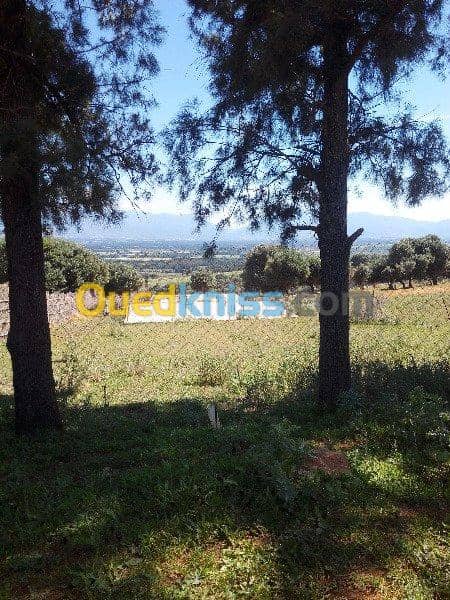 Vente Terrain Ouled Djellal Chaiba 28