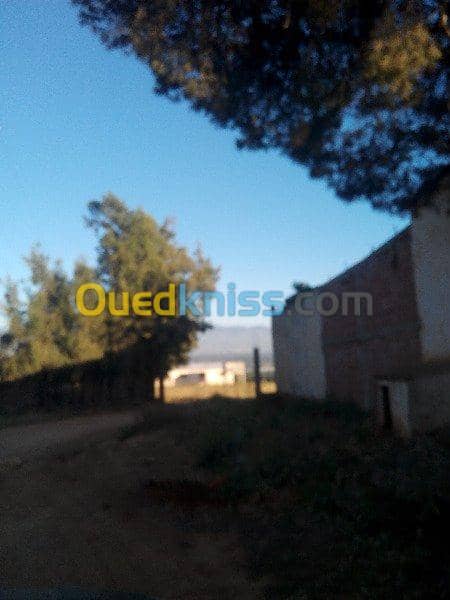 Vente Terrain Ouled Djellal Chaiba 29