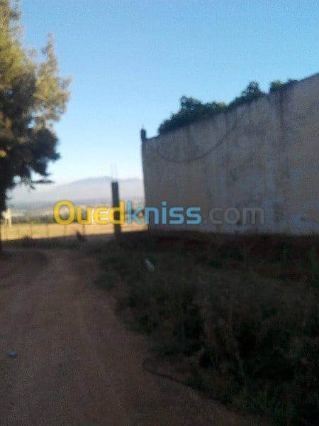 Vente Terrain Ouled Djellal Chaiba 30