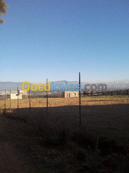 Vente Terrain Ouled Djellal Chaiba 31