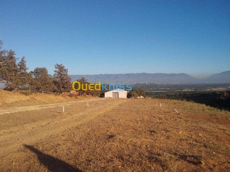 Vente Terrain Ouled Djellal Chaiba 33