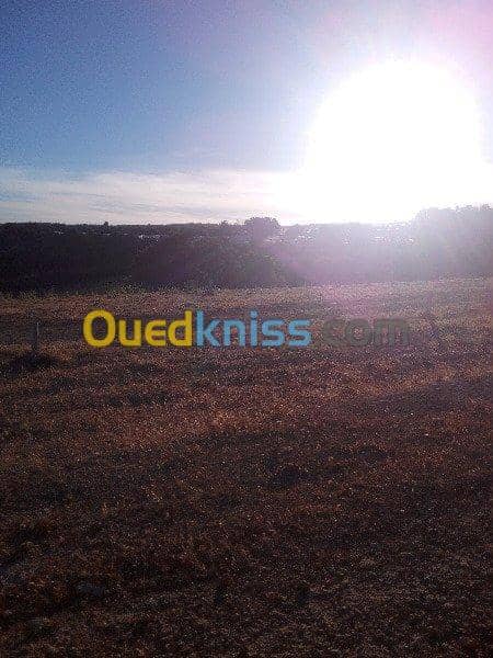 Vente Terrain Ouled Djellal Chaiba 36