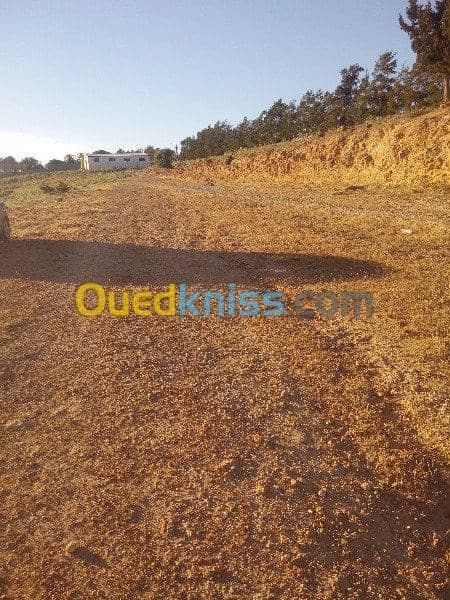 Vente Terrain Ouled Djellal Chaiba 37