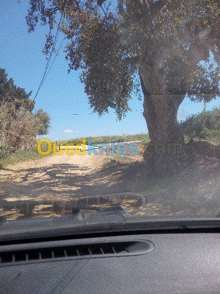 Vente Terrain Ouled Djellal Chaiba 5