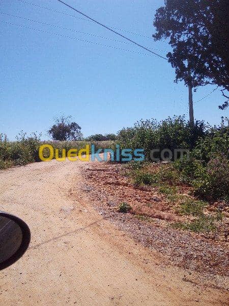 Vente Terrain Ouled Djellal Chaiba 6