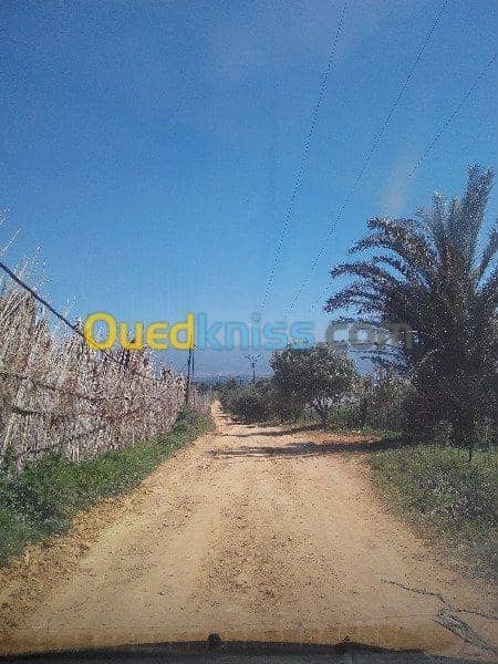 Vente Terrain Ouled Djellal Chaiba 8