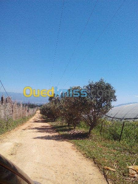 Vente Terrain Ouled Djellal Chaiba 9