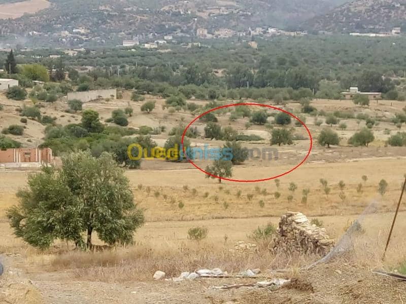 Vente Terrain Bouira Ahnif 3