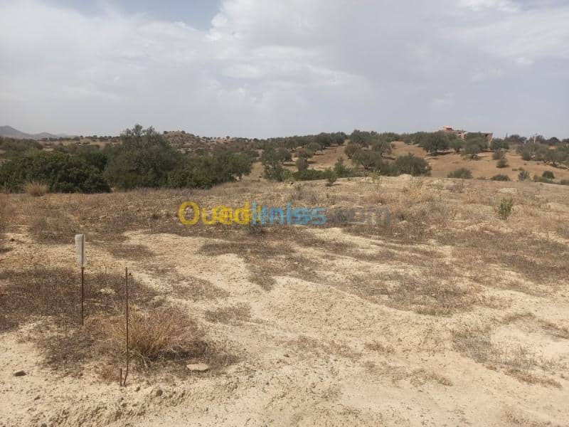 Vente Terrain Bouira Ahnif 7