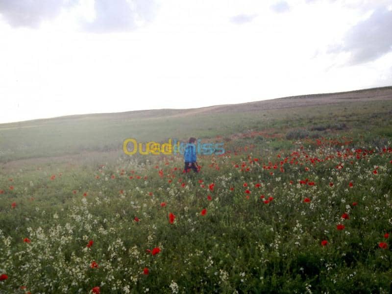 Vente Terrain Agricole Tebessa Bekkaria