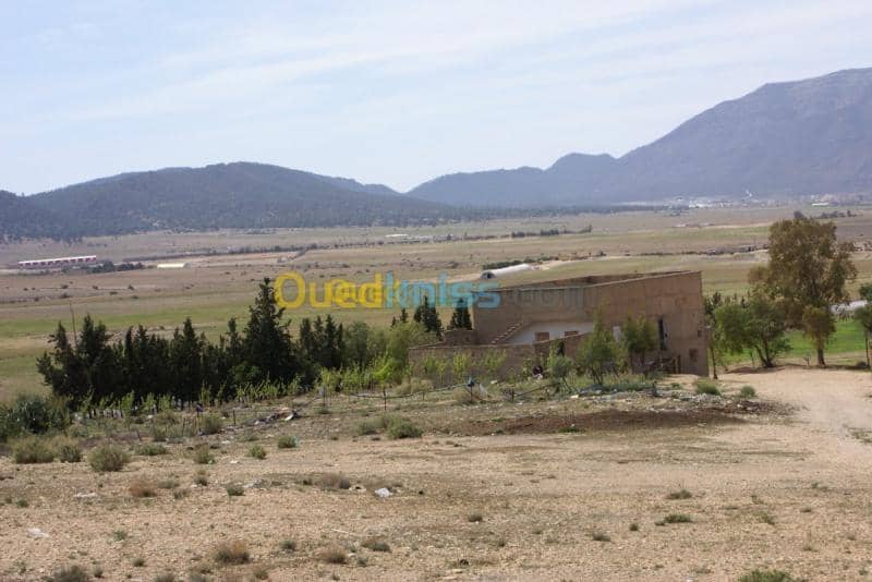 Vente Terrain Agricole Tebessa Bekkaria 10