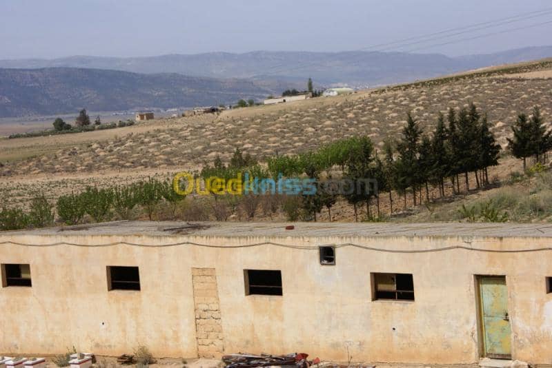 Vente Terrain Agricole Tebessa Bekkaria 11