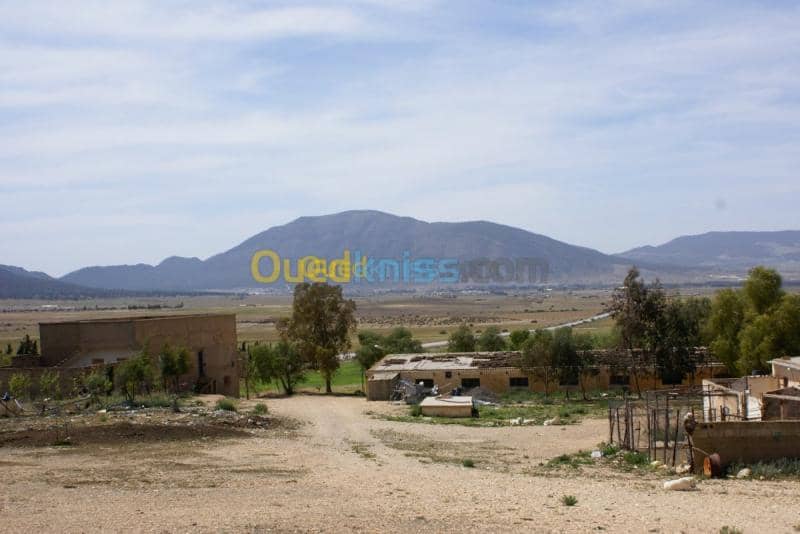 Vente Terrain Agricole Tebessa Bekkaria 12