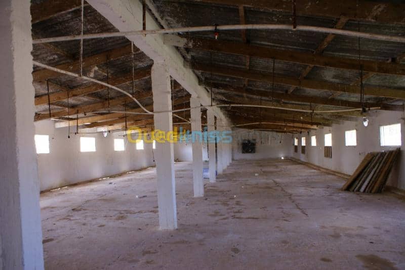 Vente Terrain Agricole Tebessa Bekkaria 13