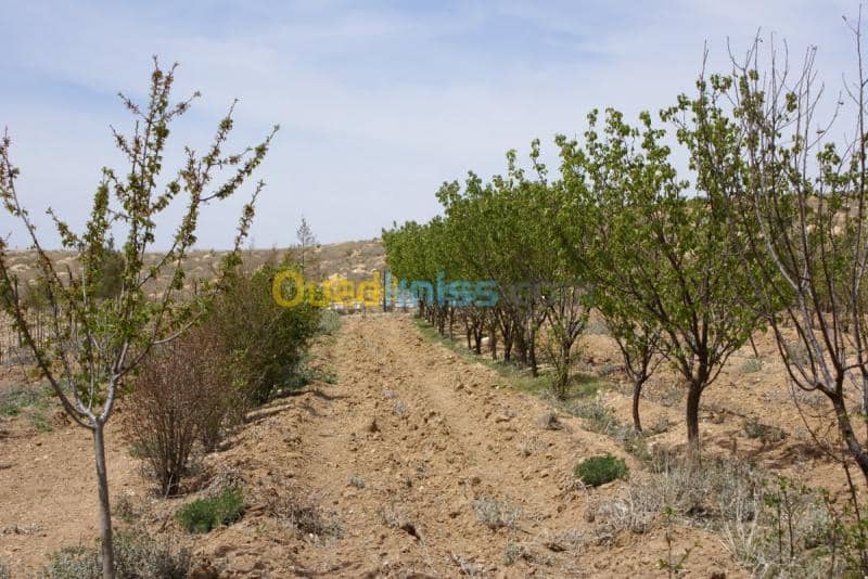 Vente Terrain Agricole Tebessa Bekkaria 15