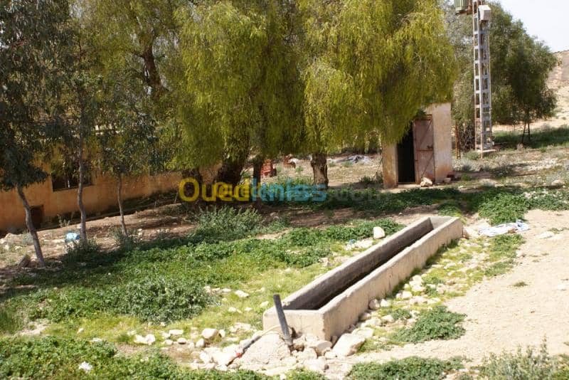 Vente Terrain Agricole Tebessa Bekkaria 16