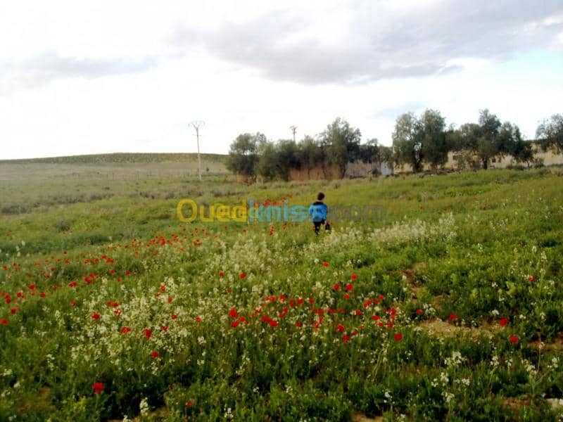 Vente Terrain Agricole Tebessa Bekkaria 2