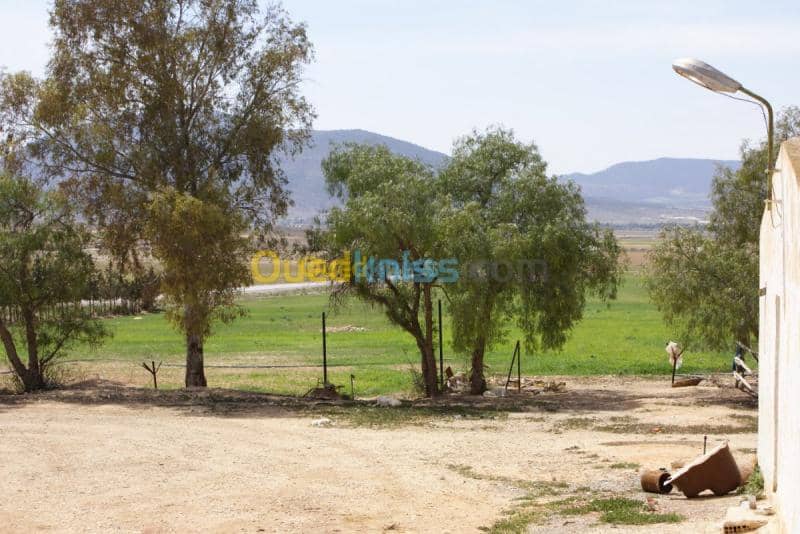 Vente Terrain Agricole Tebessa Bekkaria 17