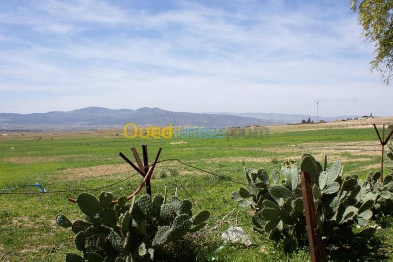 Vente Terrain Agricole Tebessa Bekkaria 18