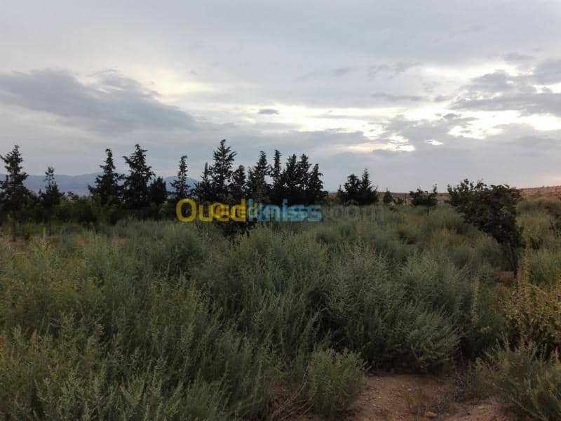 Vente Terrain Agricole Tebessa Bekkaria 21