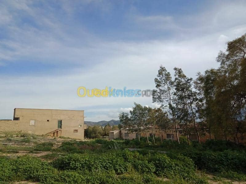 Vente Terrain Agricole Tebessa Bekkaria 22