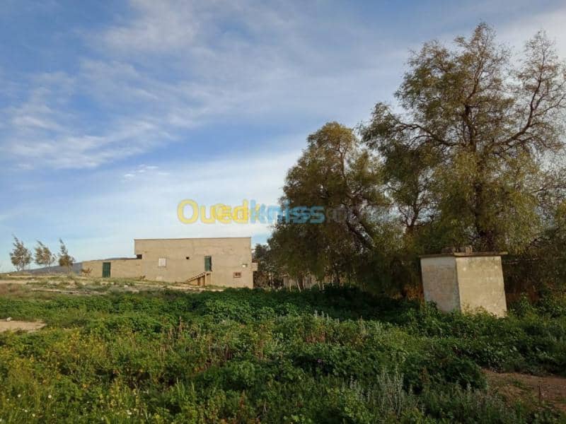 Vente Terrain Agricole Tebessa Bekkaria 23