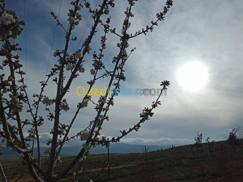 Vente Terrain Agricole Tebessa Bekkaria 24