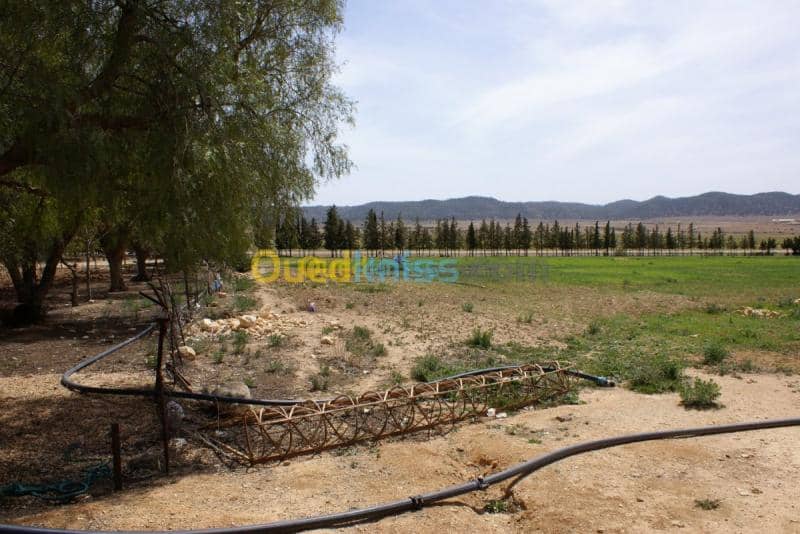 Vente Terrain Agricole Tebessa Bekkaria 3