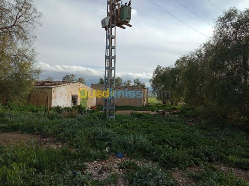 Vente Terrain Agricole Tebessa Bekkaria 25