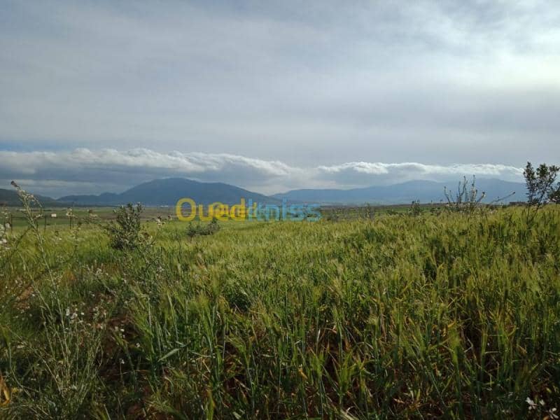 Vente Terrain Agricole Tebessa Bekkaria 26