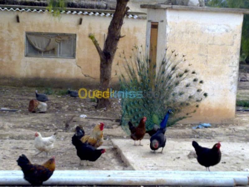 Vente Terrain Agricole Tebessa Bekkaria 4