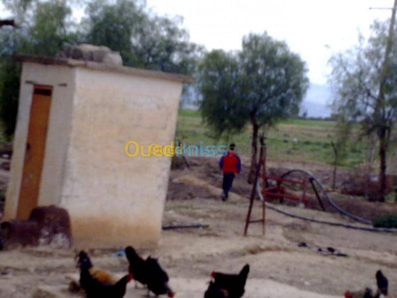 Vente Terrain Agricole Tebessa Bekkaria 5