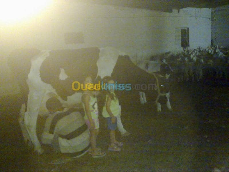 Vente Terrain Agricole Tebessa Bekkaria 6