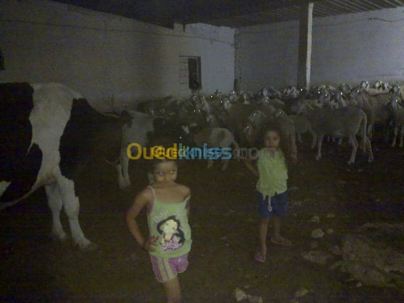 Vente Terrain Agricole Tebessa Bekkaria 7