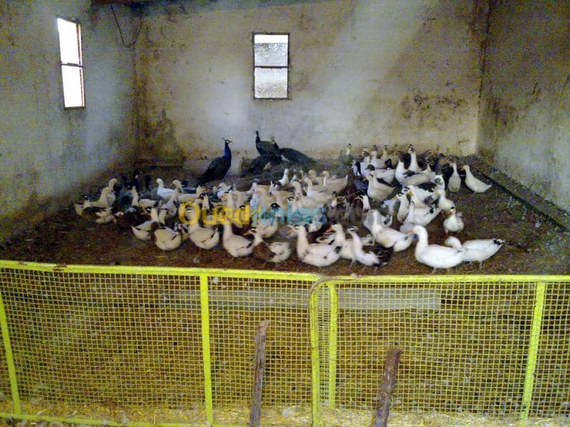 Vente Terrain Agricole Tebessa Bekkaria 8