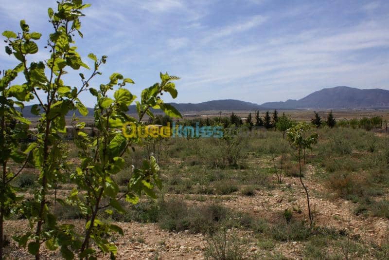 Vente Terrain Agricole Tebessa Bekkaria 9