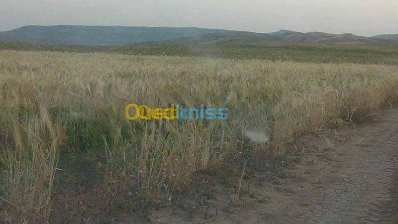 Vente Terrain Agricole Relizane Bendaoud