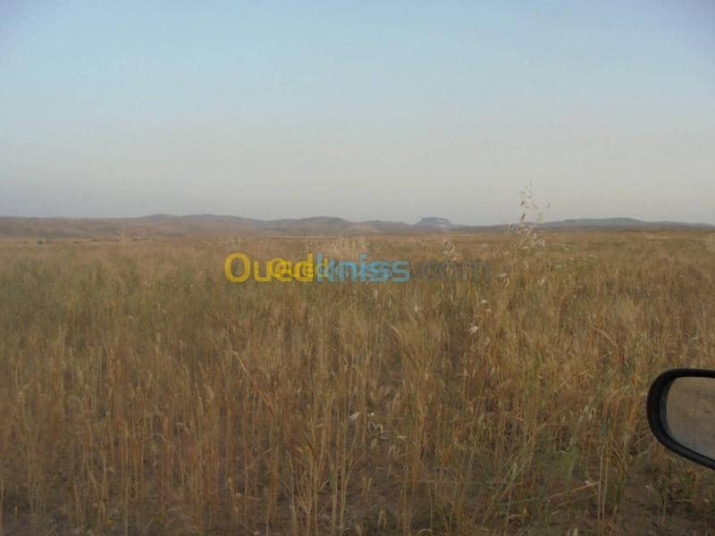 Vente Terrain Agricole Relizane Bendaoud 2