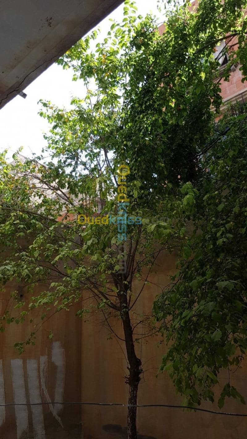 Vente Villa Bordj bou arreridj Bordj bou arreridj 12