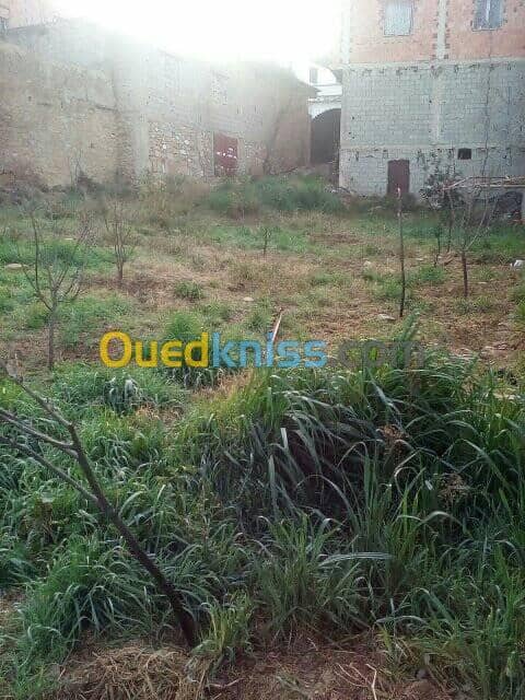 Vente Terrain Tlemcen Mansourah 2
