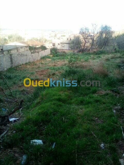 Vente Terrain Tlemcen Mansourah 5