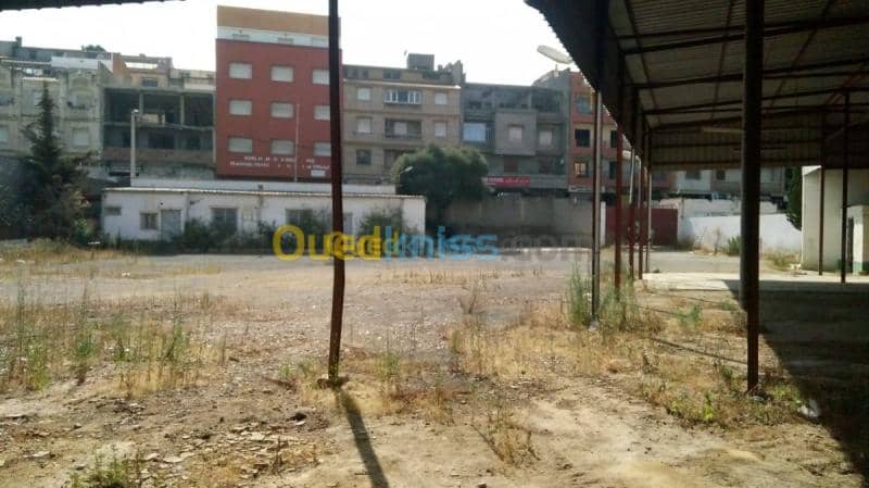 Location Hangar - Usine Alger Said hamdine 3