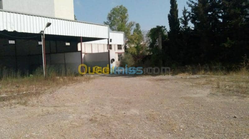 Location Hangar - Usine Alger Said hamdine 4