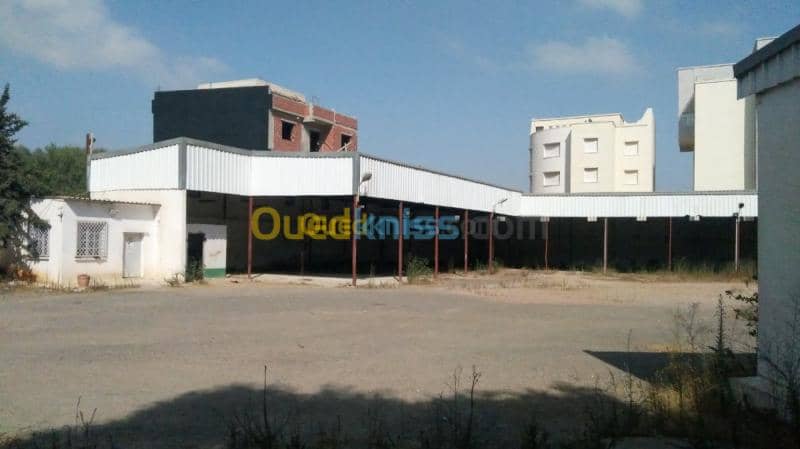Location Hangar - Usine Alger Said hamdine 5