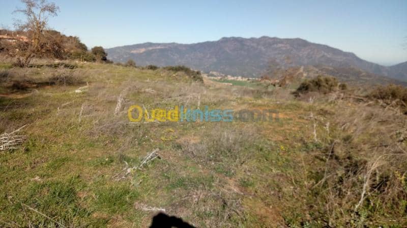 Vente Terrain Medea Medea 10