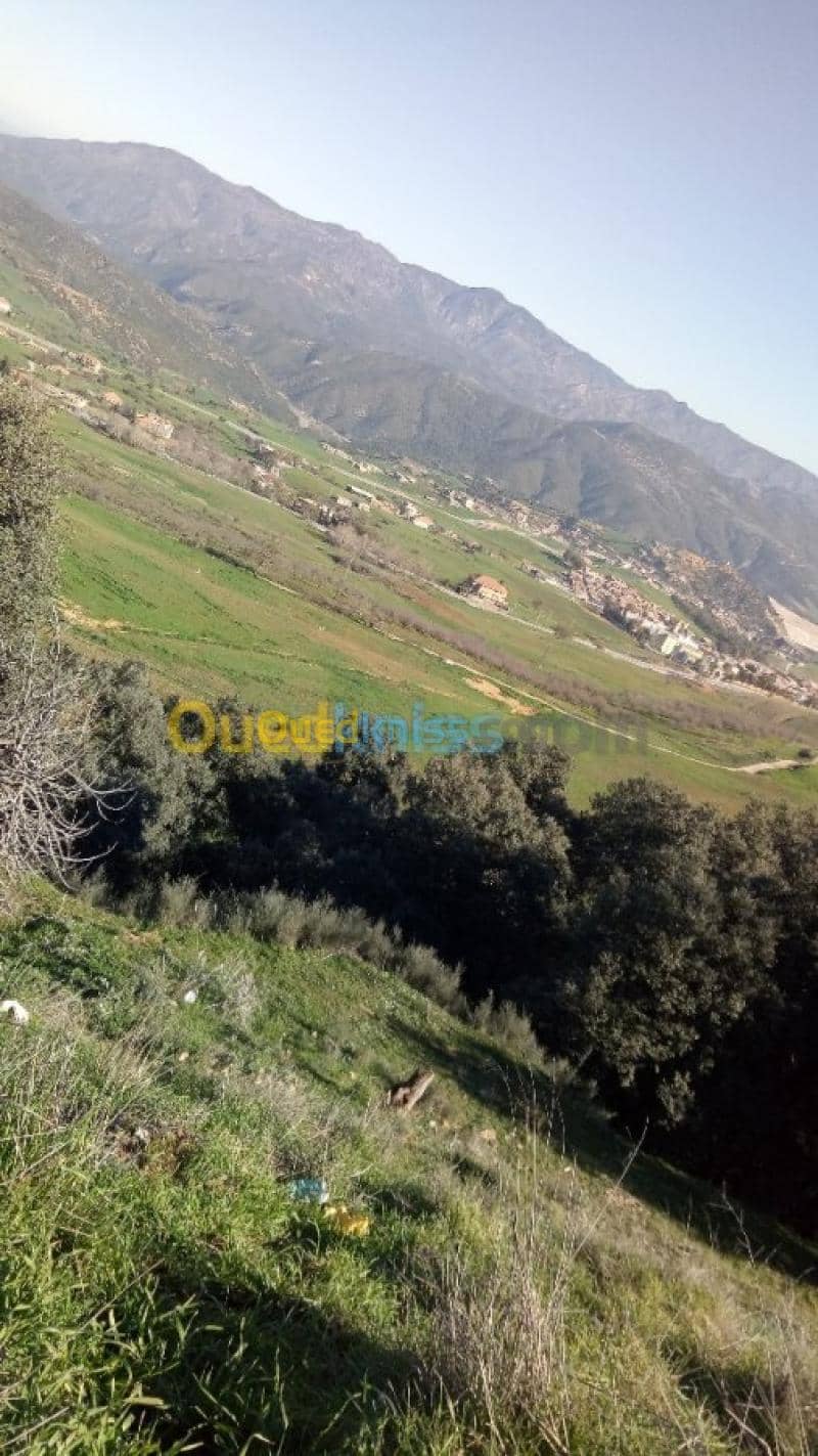 Vente Terrain Medea Medea 12