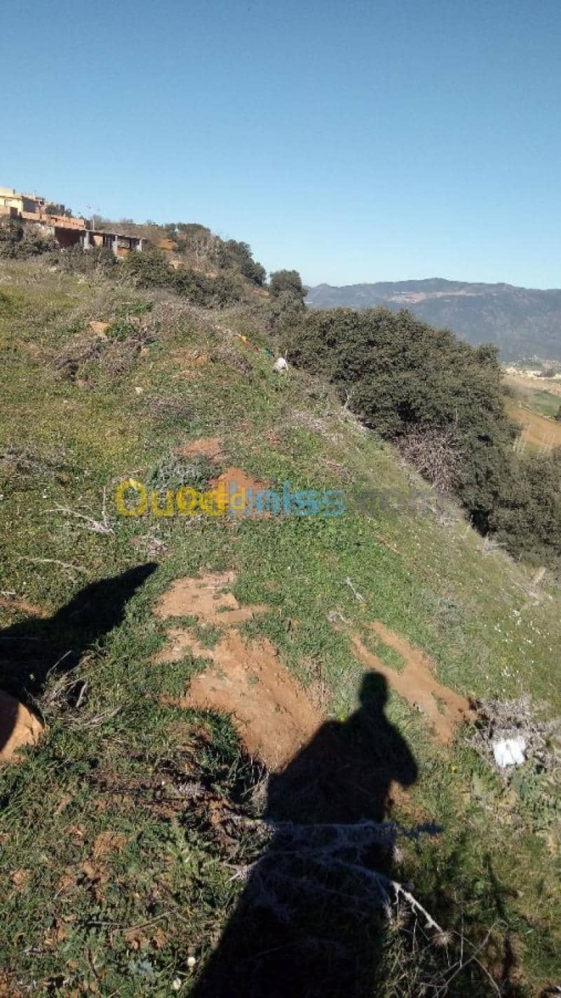 Vente Terrain Medea Medea 6