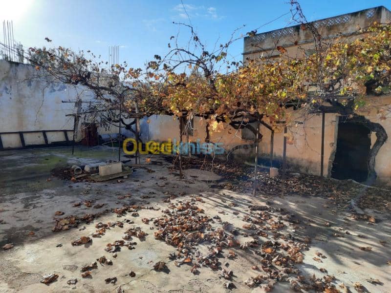 Vente bien immobilier Mascara Sig 11