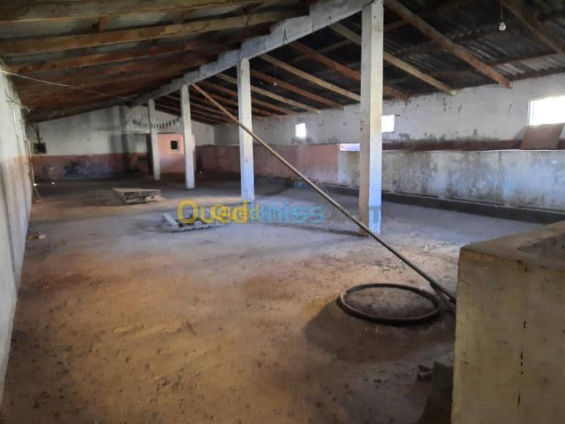Vente bien immobilier Mascara Sig 12