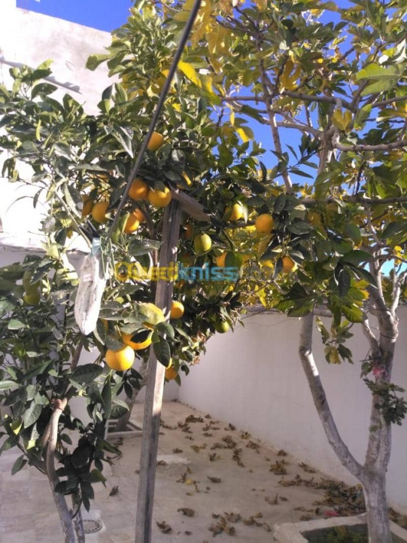 Vente Villa Bordj bou arreridj Teniet en nasr 5